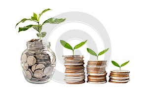 Tree plumule leaf on save money coins, Business finance saving banking investment concept