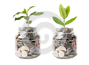 Tree plumule leaf on save money coins, Business finance saving banking investment concept