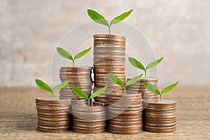 Tree plumule leaf on save money coins, Business finance saving banking investment concept photo