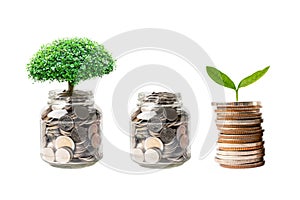 Tree plumule leaf on save money coins, Business finance saving banking investment concept photo