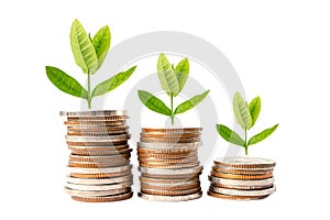 Tree plumule leaf on save money coins, Business finance saving banking investment. photo