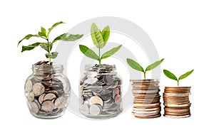 Tree plumule leaf on save money coins, Business finance saving banking investment concept photo