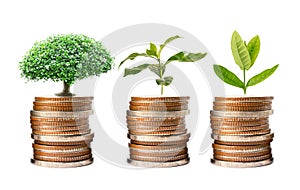Tree plumule leaf on save money stack coins, Business finance saving banking investment photo