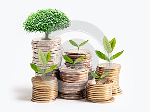 Tree plumule leaf on save money stack coins, Business finance saving banking investment concept photo