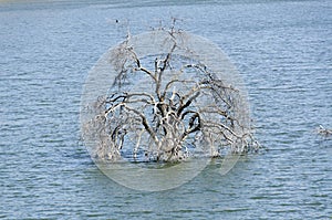 Tree plunged into Lake Kaweah