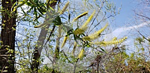 Tree Pollen In Full Bloom