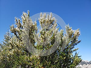 Tree during pollination summer