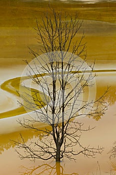 Tree in poluted water