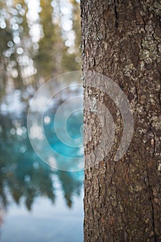 Tree at the Pond