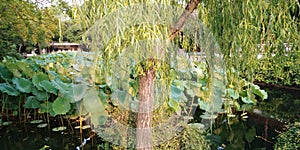 Tree and pond in Suzhou, China