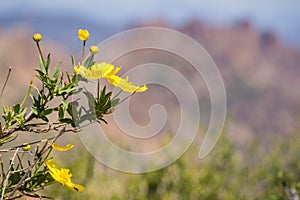 Tree poppy Dendromecon rigida wildflower, High Peaks blurred in the background, Pinnacles National Park, California photo