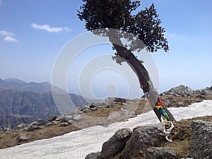 Tree with prayer flags, India, Himachal Pradesh, buddhism photo