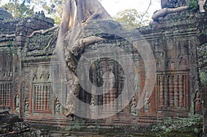 Tree at Preah Khan