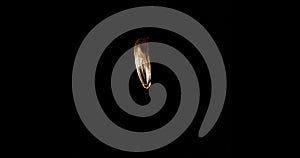 Tree produces Seeds with stiff wings covering the seed that enable them to fly long distances. The wings are twisted and balanced