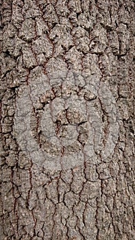 Tree profil