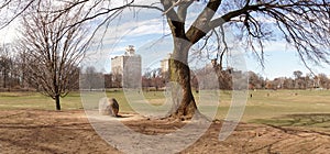 Tree in Prospect Park in Brooklyn, New York city.