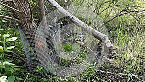 A tree protected from a beaver by a metal mesh, next to a tree gnawed and felled by a beaver photo