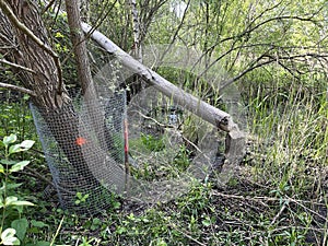 A tree protected from a beaver by a metal mesh, next to a tree gnawed and felled by a beaver photo