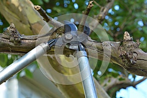 Tree Pruner cuts a tree branch