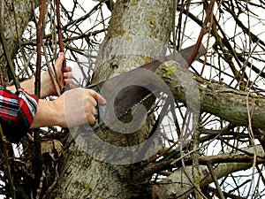 Tree pruning