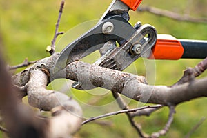 Tree pruning