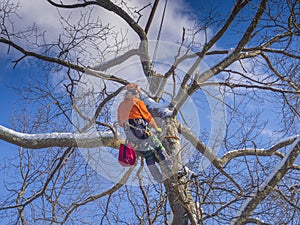 Tree pruning and cutting