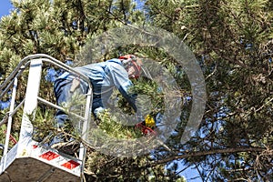 Tree pruning by a man with a chainsaw, standing on a mechanical platform, on high altitude between the branches of austrian pines.