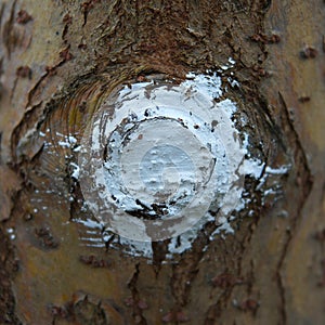 Tree after pruning with special paint