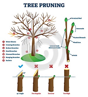 Tree pruning vector illustration. Labeled educational plant shaping scheme