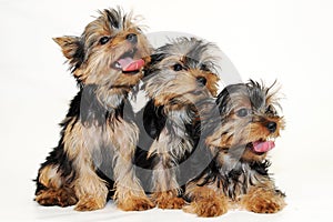 Tree puppies Yorkshire terrier