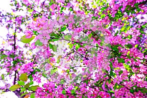 Tree of purple cherry blossom during spring season. Branch of apple blossoms in stunning sunny day. Beautiful pink flowers as