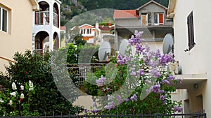 A tree of purple lilac in the courtyard, near the villa. Flowers