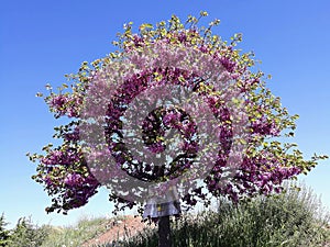 Tree with purple Lilac flowers.