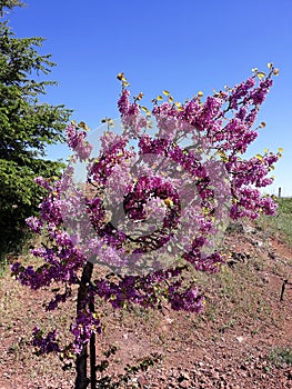 Tree with purple Lilac flowers.