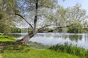 Tree in Pushkin