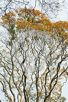 Tree with radial branches