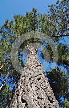 Tree radiata pine looking upwards photo