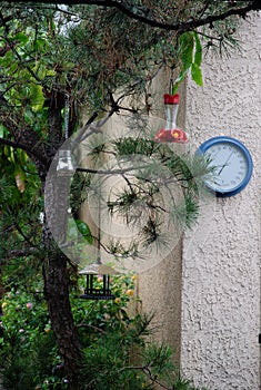 Tree in rain bird feeders