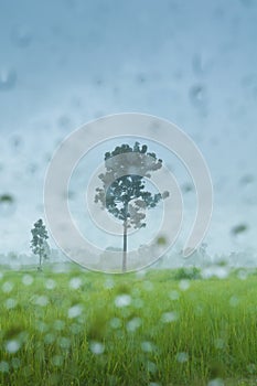 Tree in rainy scene in rice field