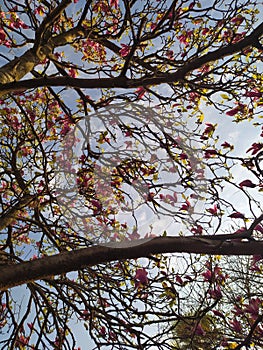 Tree ramifications. Nature and art. Spring flowers