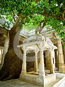 Tree in Ranakpur Jain Temple