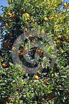 Tree of rangpur lime, or Limao Cravo in Portuguese photo