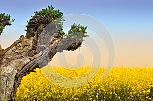 Tree and Rapeseed field