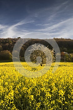 Tree and rapeseed field, Chinon, France.