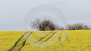 Tree in rapeseed field and sky in the background