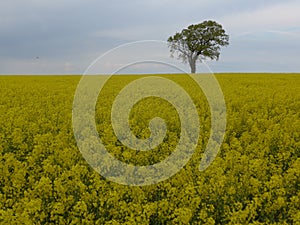 Tree on a rapeseed field