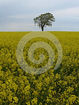 Tree on a rapeseed field