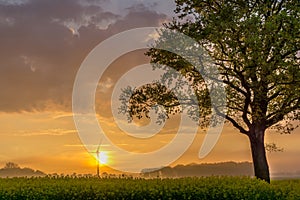 Tree on a raps field