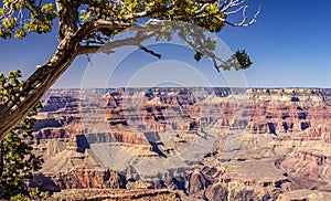 A tree reaches out to the Grand Canyon