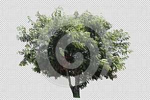 Tree real isolate die cut on white transparent background with clipping path